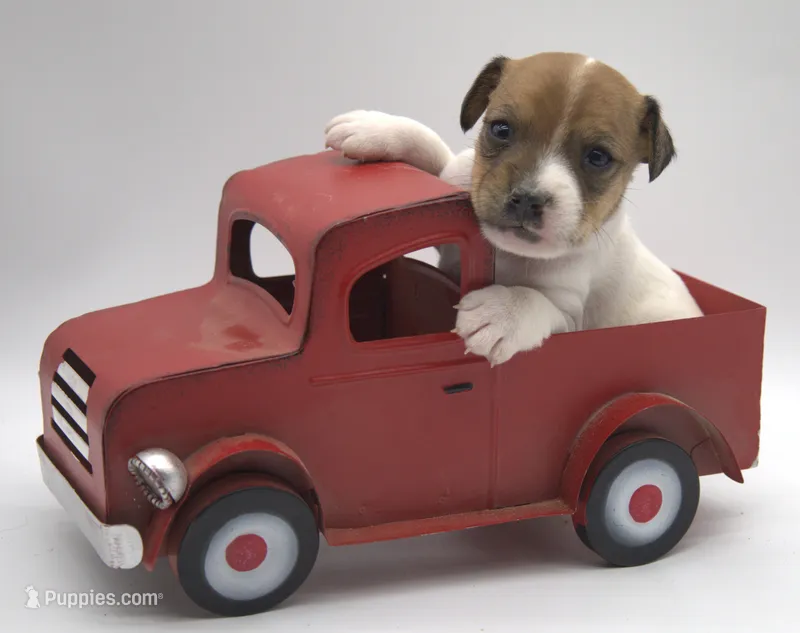 Bullet – Jack Russell Terrier puppy for sale in Riverside, CA