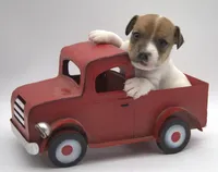 Bullet, a male Jack Russell Terrier for sale in Riverside, CA – 1 of 9