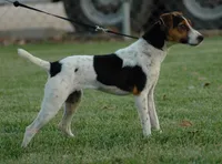 Bianca, a female Parson Russell Terrier for sale in Riverside, CA – 9 of 9