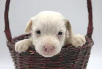 Felina, a female Jack Russell Terrier for sale in Riverside, CA – 2 of 10