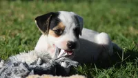 Raider, a male Parson Russell Terrier for sale in Riverside, CA – 5 of 10