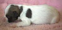 Tansy, a female Parson Russell Terrier for sale in Riverside, CA – 3 of 7