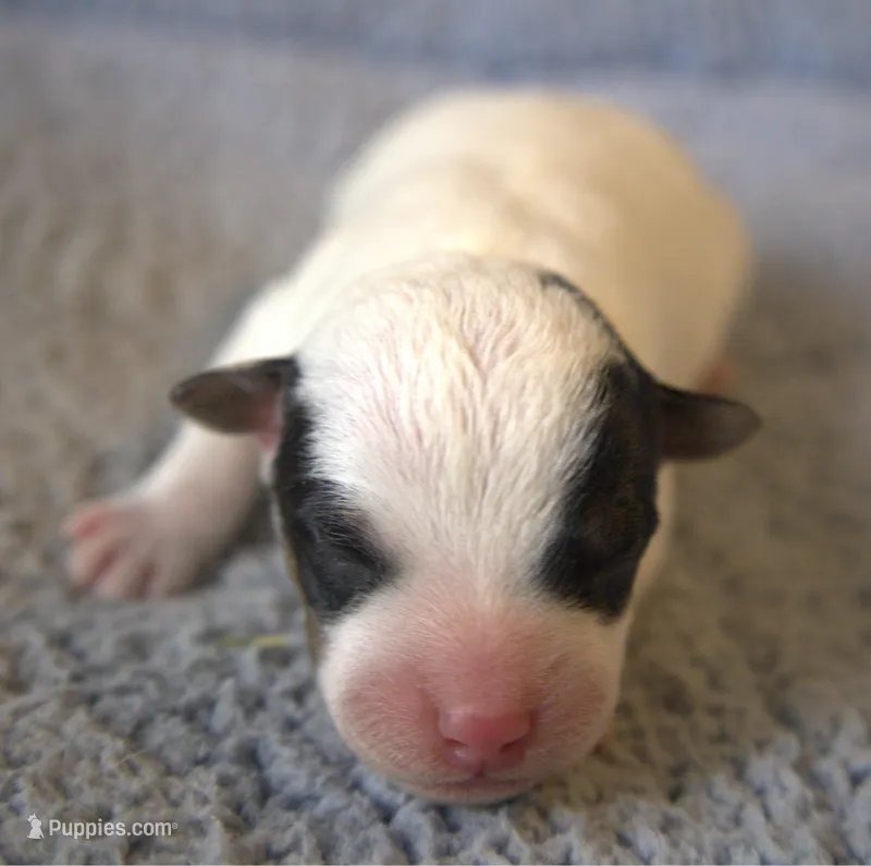 Dozer – Parson Russell Terrier puppy for sale in Riverside, CA