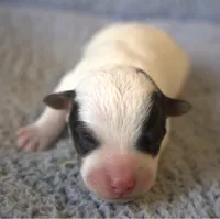 Dozer, a male Parson Russell Terrier for sale in Riverside, CA – 1 of 10