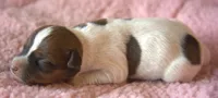 Mocha, a female Jack Russell Terrier for sale in Riverside, CA – 4 of 10
