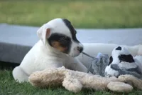 Griffin, a male Parson Russell Terrier for sale in Riverside, CA – 2 of 10