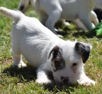 Fritz, a male Parson Russell Terrier for sale in Riverside, CA – 2 of 10