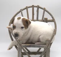 Scout, a female Jack Russell Terrier for sale in Riverside, CA – 4 of 9