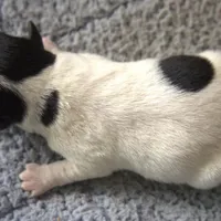 Wyatt, a male Jack Russell Terrier and Parson Russell Terrier for sale in Riverside, CA – Photo 5 of 10