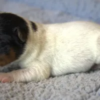 Wyatt, a male Jack Russell Terrier and Parson Russell Terrier for sale in Riverside, CA – Photo 3 of 10