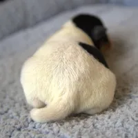 Wyatt, a male Jack Russell Terrier and Parson Russell Terrier for sale in Riverside, CA – Photo 4 of 10