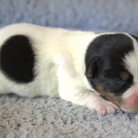 Wyatt, a male Jack Russell Terrier and Parson Russell Terrier for sale in Riverside, CA – Photo 2 of 10