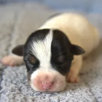Wyatt, a male Jack Russell Terrier and Parson Russell Terrier for sale in Riverside, CA – Photo 1 of 10
