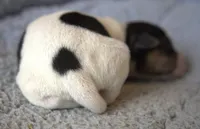 Cowboy, a male Parson Russell Terrier for sale in Riverside, CA – Photo 3 of 10