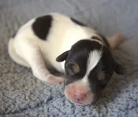 Cowboy, a male Parson Russell Terrier for sale in Riverside, CA – Photo 2 of 10