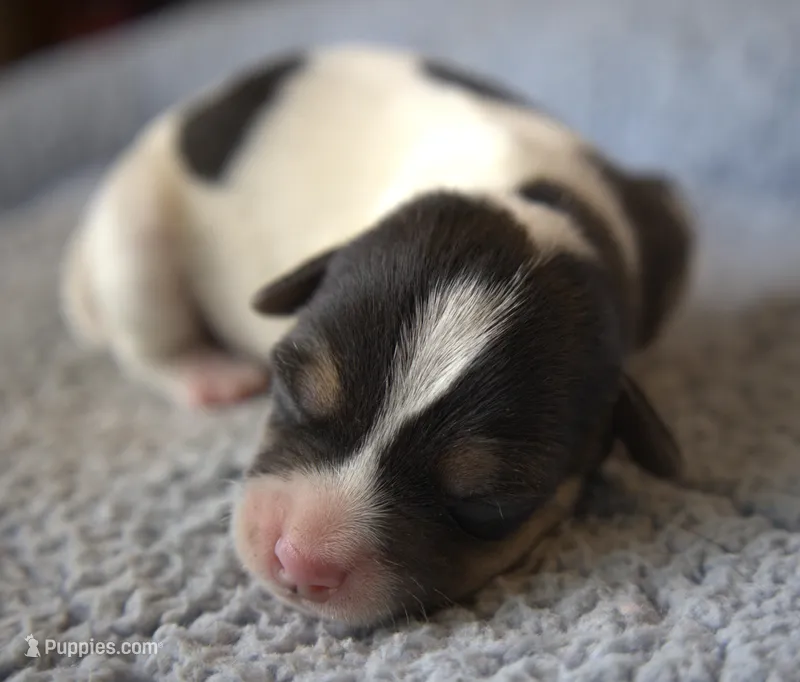 Cowboy – Parson Russell Terrier puppy for sale in Riverside, CA