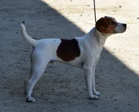 Due October, a  Jack Russell Terrier for sale in Riverside, CA – 6 of 6