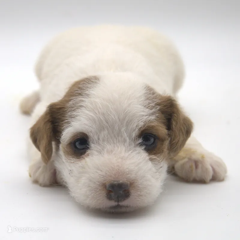 Peaches – Jack Russell Terrier puppy for sale in Riverside, CA