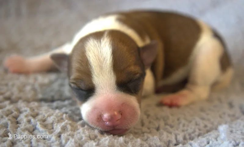 Everett – Parson Russell Terrier puppy for sale in Riverside, CA