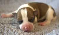 Everett, a male Parson Russell Terrier for sale in Riverside, CA – 1 of 10