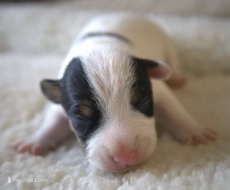 Elvis – Jack Russell Terrier puppy for sale in Riverside, CA