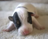 Elvis, a male Jack Russell Terrier for sale in Riverside, CA – 1 of 10