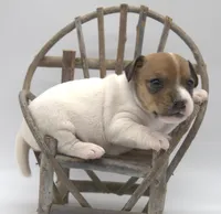 Bullet, a male Jack Russell Terrier for sale in Riverside, CA – 4 of 9