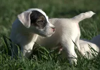 Patrick, a male Parson Russell Terrier for sale in Riverside, CA – 2 of 10