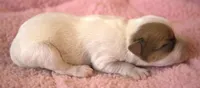 Gigi, a female Parson Russell Terrier for sale in Riverside, CA – 2 of 10