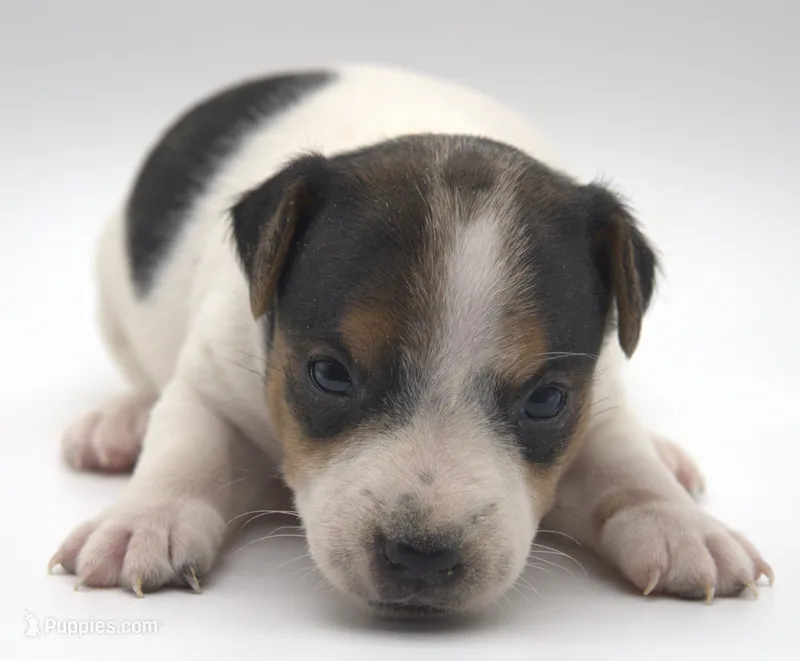 Stitch – Parson Russell Terrier puppy for sale in Riverside, CA
