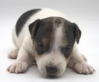 Stitch, a male Parson Russell Terrier for sale in Riverside, CA – 1 of 10