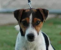 Bianca, a female Parson Russell Terrier for sale in Riverside, CA – 8 of 9