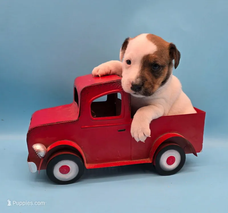 Dulce – Parson Russell Terrier puppy for sale in Riverside, CA