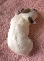 Dulce, a female Parson Russell Terrier for sale in Riverside, CA – Photo 2 of 10