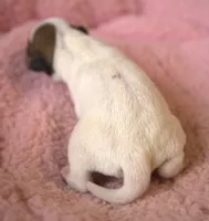 Dulce, a female Parson Russell Terrier for sale in Riverside, CA – Photo 6 of 10