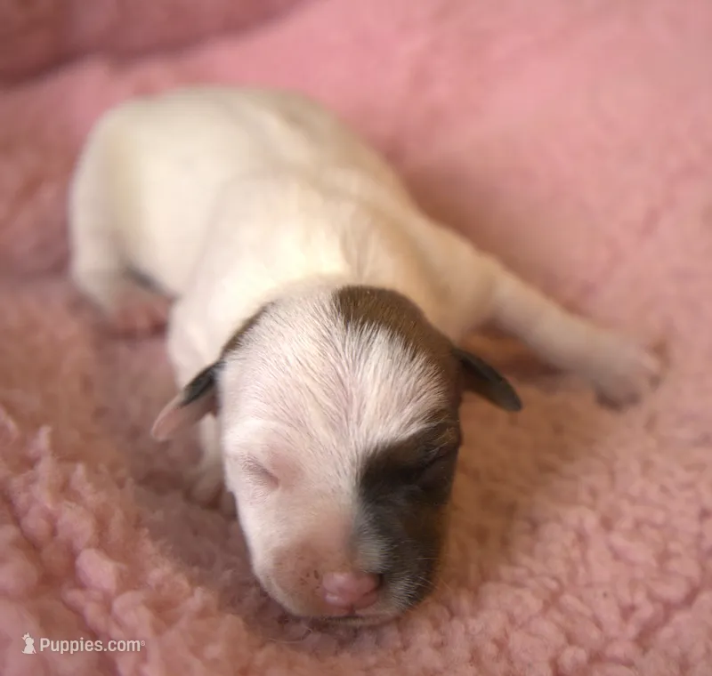 Dulce – Parson Russell Terrier puppy for sale in Riverside, CA