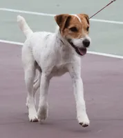 Due June 30th, a  Jack Russell Terrier for sale in Riverside, CA – 4 of 7