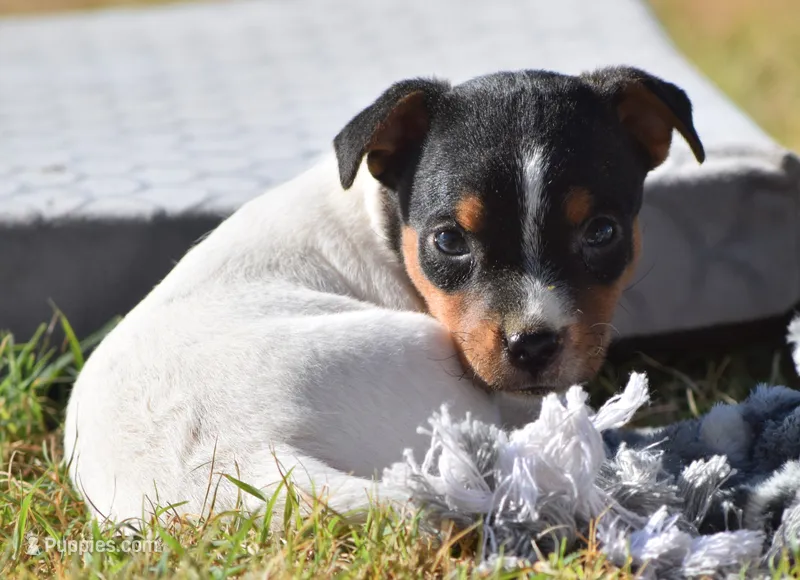 Molly – Jack Russell Terrier puppy for sale in Riverside, CA