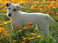 Jenkins, a male Jack Russell Terrier for sale in Riverside, CA – 9 of 10