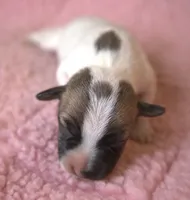 Diva, a female Jack Russell Terrier for sale in Riverside, CA – Photo 2 of 10