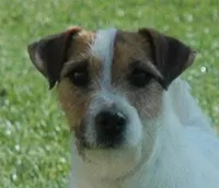 Diva, a female Jack Russell Terrier for sale in Riverside, CA – Photo 9 of 10