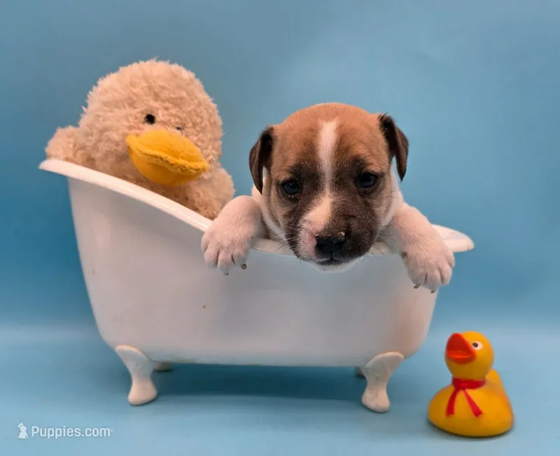 Diva – Jack Russell Terrier puppy for sale in Riverside, CA