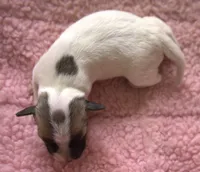 Diva, a female Jack Russell Terrier for sale in Riverside, CA – Photo 5 of 10