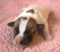 Diva, a female Jack Russell Terrier for sale in Riverside, CA – Photo 1 of 10