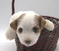 Peaches, a female Jack Russell Terrier for sale in Riverside, CA – 2 of 10