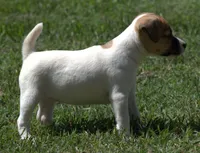 Diva, a female Jack Russell Terrier for sale in Riverside, CA – 3 of 10