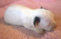 Fern, a female Jack Russell Terrier for sale in Riverside, CA – 2 of 7