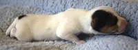 Houdini, a male Parson Russell Terrier for sale in Riverside, CA – 5 of 10