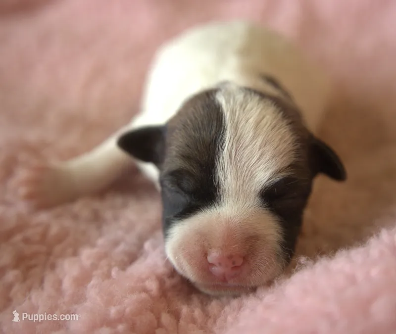 Tansy – Parson Russell Terrier puppy for sale in Riverside, CA