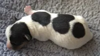 Earl, a male Jack Russell Terrier for sale in Riverside, CA – 6 of 10
